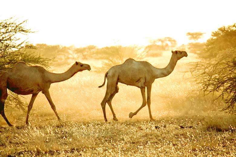 Camels in Awash National Park Ethiopia