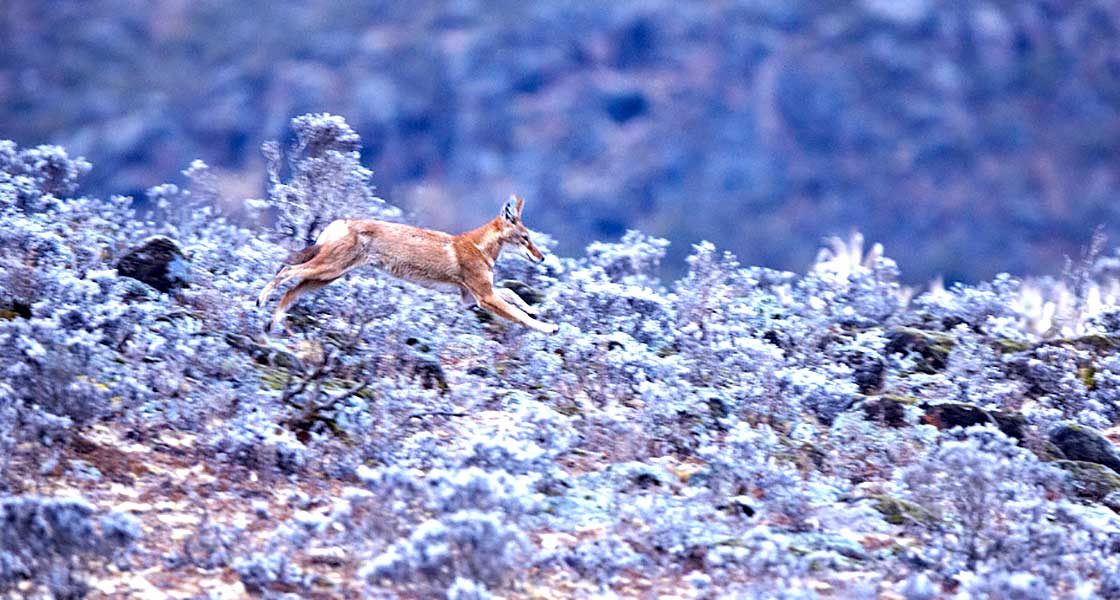 Wolf Bale Mountains