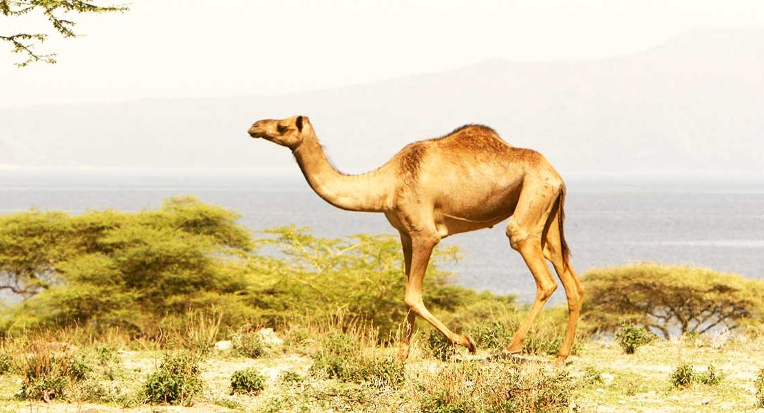 Camel at Langano Ethiopia