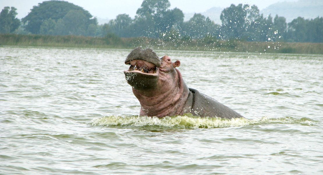Our Special Offers include Hippo search adventure at Lake Awassa
