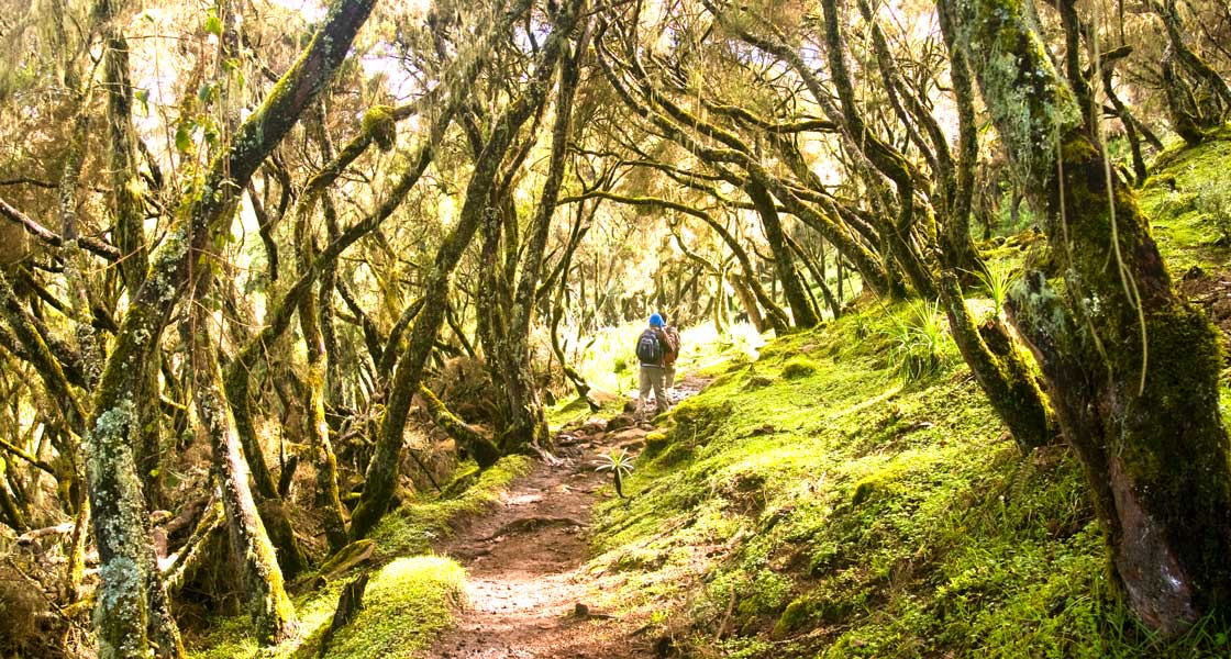Bale Mountains forest Hiking