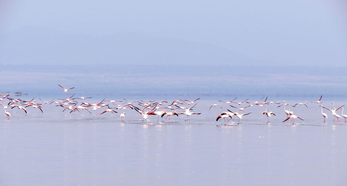 Flamingosat at lake Shalla and Lake Abiyata